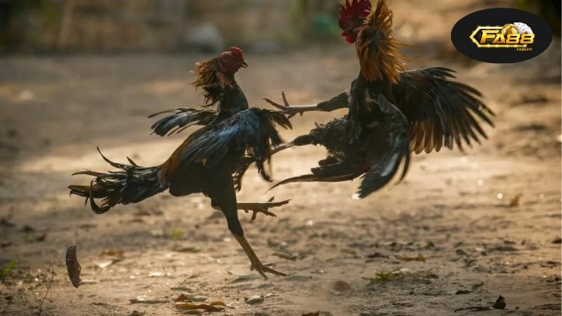 Bản chất và giá trị của đá gà