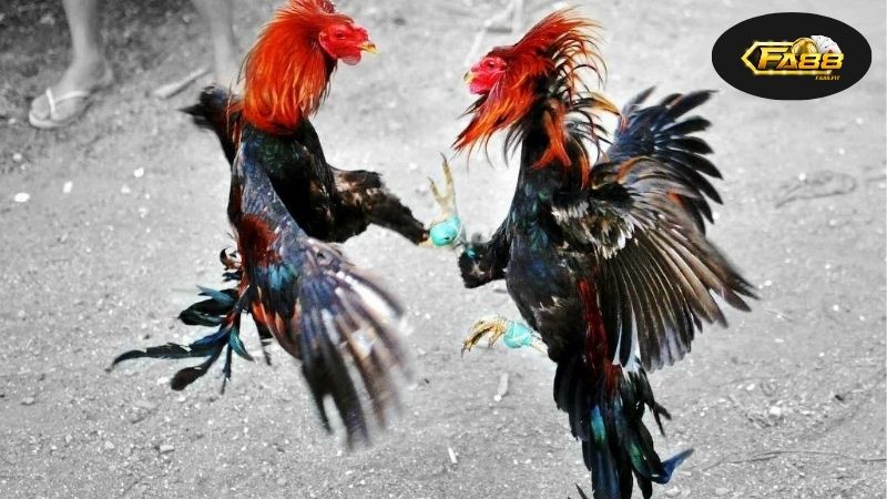 Cập Nhật Kết Quả Đá Gà Thomo