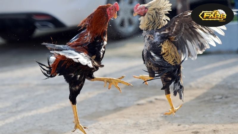 Tình hình hiện tại của đá gà Campuchia đang diễn ra khá nhộn nhịp và hấp dẫn